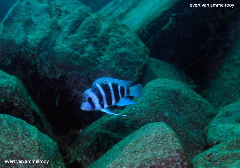 Cyphotilapia gibberosa 'Cape Nangu'